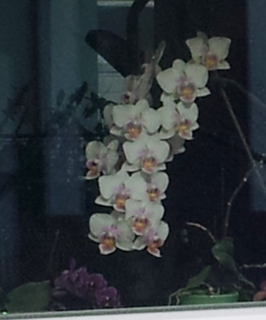 Orchidee im Fenster