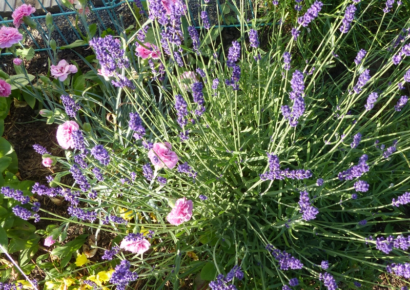 Lavendel mit Nelke